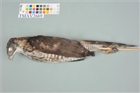 藏品(鳳頭蒼鷹)的圖片